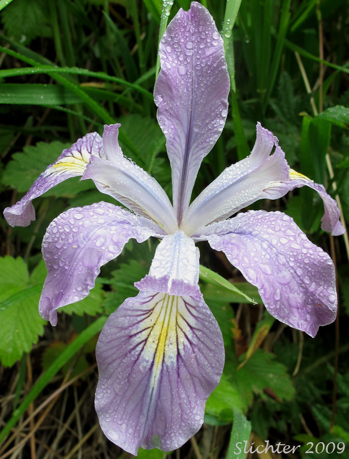 Oregon Flag, Oregon Iris, Tough-leaved Iris: Iris tenax var. tenax (Synonyms: Iris tenax var. gormanii, Iris tenax ssp. klamathensis, Iris tenax var. marshallii, Iris tenax ssp. tenax)