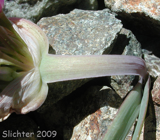 Flattened scape of Sickle-leaved Onion: Allium falcifolium