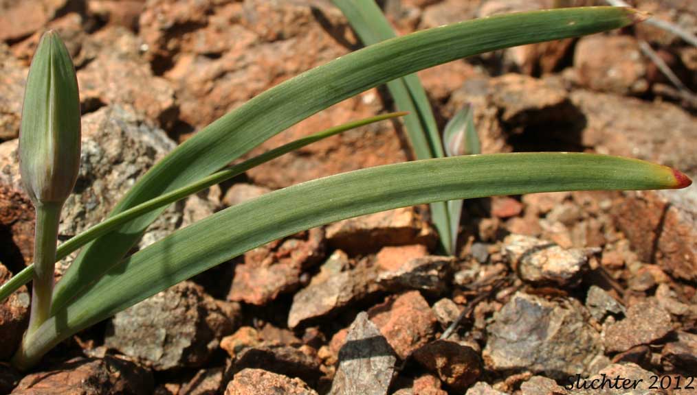 Sickle-leaved Onion: Allium falcifolium