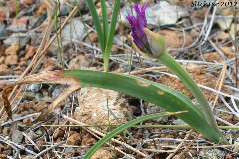 Sickle-leaved Onion: Allium falcifolium
