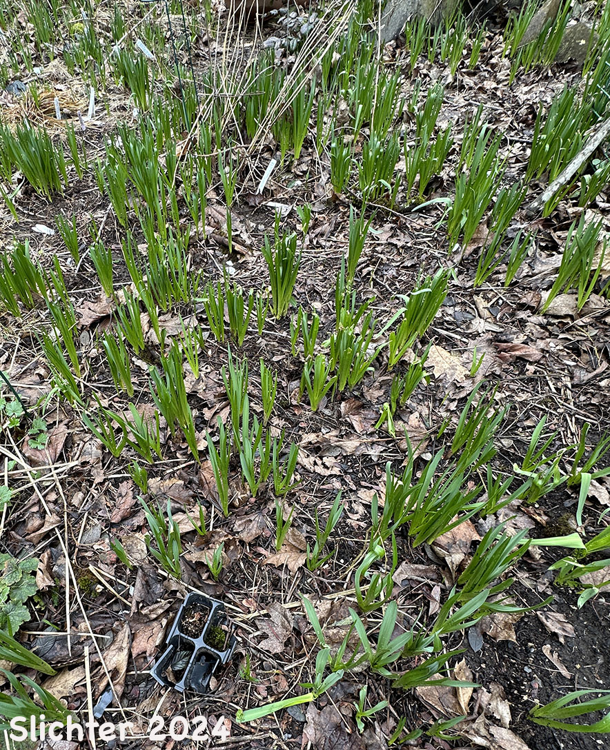 Leaves emerging from the ground of Great Camas, Large Camas, Leichtlin's Camas: Camassia leichtlinii ssp. leichtlinii (Synonym: Camassia leichtlinii var. leichtlinii)