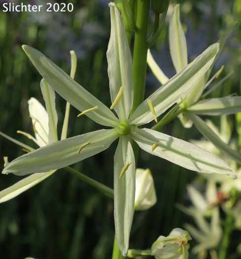 Great Camas, Large Camas, Leichtlin's Camas: Camassia leichtlinii ssp. leichtlinii (Synonym: Camassia leichtlinii var. leichtlinii)