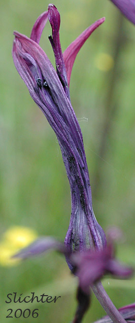 Whithered tepals of large camas: Camassia leichtlinii ssp. suksdorfii