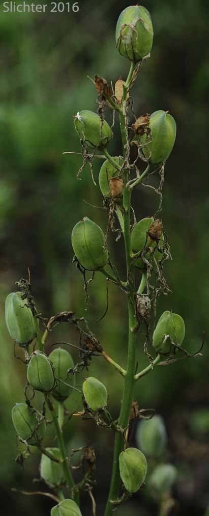 Fruits of Common Camas, Small Camas: Camassia quamash ssp. maxima (Synonym: Camassia quamash var. maxima)