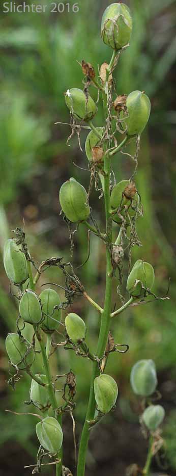 Common Camas, Small Camas: Camassia quamash ssp. maxima (Synonym: Camassia quamash var. maxima)