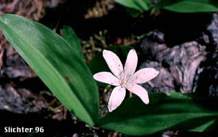 Queen's Cup, Bead Lily: Clintonia uniflora
