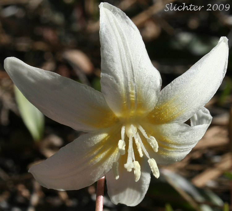 Lemon-colored Fawnlily, Pale Fawnlily, Howell's Fawnlily: Erythronium citrinum var. citrinum (Synonym: Erythronium howellii) 