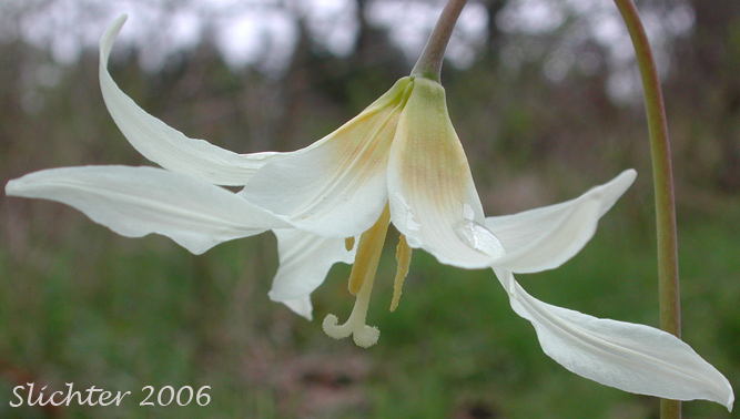 Flower of Giant Fawn-lily, Giant White Fawn-lily, Oregon Fawnlily, Deer's Tongue, Wild Easter Lily: Erythronium oregonum