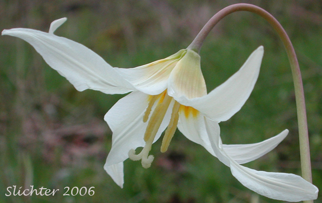 Giant Fawn-lily, Giant White Fawn-lily, Oregon Fawnlily, Deer's Tongue, Wild Easter Lily: Erythronium oregonum