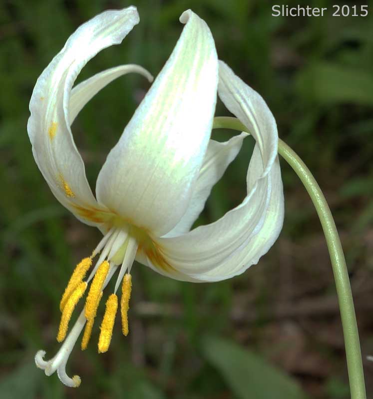 Flower of Deer's Tongue, Giant Fawnlily, Oregon Fawnlily, Giant White Fawnlily, Giant White Fawn-lily, Wild Easter Lily: Erythronium oregonum (Synonyms: Erythronium giganteum, Erythronium giganteum ssp. leucandrum, Erythronium oregonum ssp. leucandrum, Erythronium oregonum var. leucandrum, Erythronium oregonum ssp. oregonum, Erythronium oregonum var. oregonum)