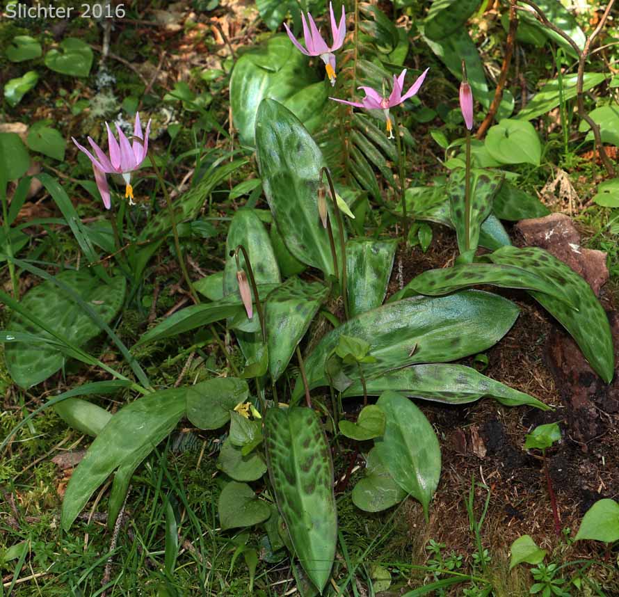 Coast Adders' Tongue, Pink Fawnlily, Pink Fawn-lily, Coast Fawn-lily, Mahogany Fawn-lily: Erythronium revolutum
