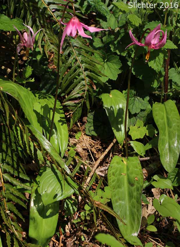 Coast Adders' Tongue, Pink Fawnlily, Pink Fawn-lily, Coast Fawn-lily, Mahogany Fawn-lily: Erythronium revolutum