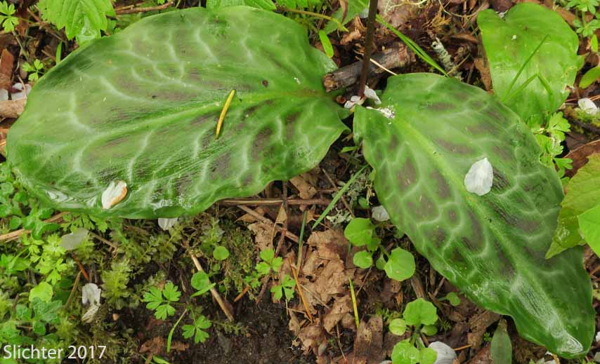 Basal leaves of Coast Adders' Tongue, Pink Fawnlily, Pink Fawn-lily, Coast Fawn-lily, Mahogany Fawn-lily: Erythronium revolutum