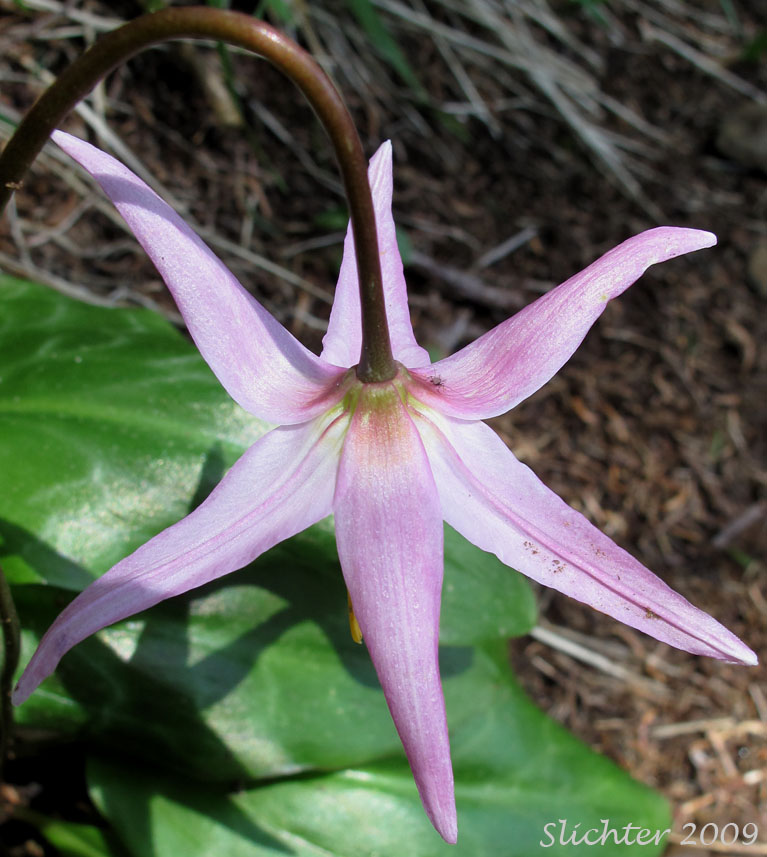Flower of Coast Adders' Tongue, Pink Fawnlily, Pink Fawn-lily, Coast Fawn-lily, Mahogany Fawn-lily: Erythronium revolutum