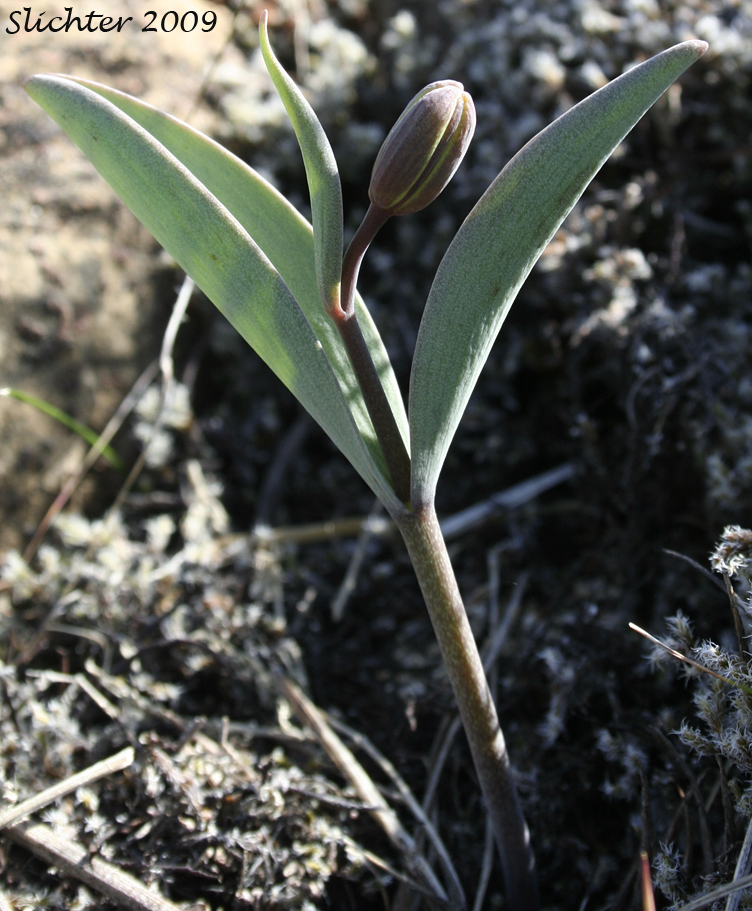 Stem leaves of Siskiyou Fritillary: Fritillaria glauca