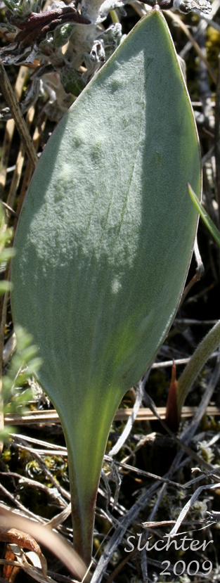 Basal leaf of a young Siskiyou Fritillary: Fritillaria glauca