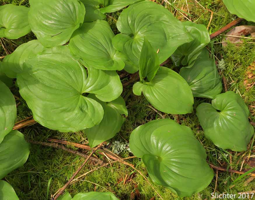 Leaves of False Lily-of-the-valley, Wild Lily-of-the-valley, Two-leaf False Solomon's-seal, Beadruby: Maianthemum dilatatum (Synonyms: Maianthemum bifolium, Maianthemum bifolium var. dilatatum, Maianthemum bifolium var. kamtschaticum, Maianthemum kamtschaticum, Unifolium dilatatum, Unifolium kamtschaticum)