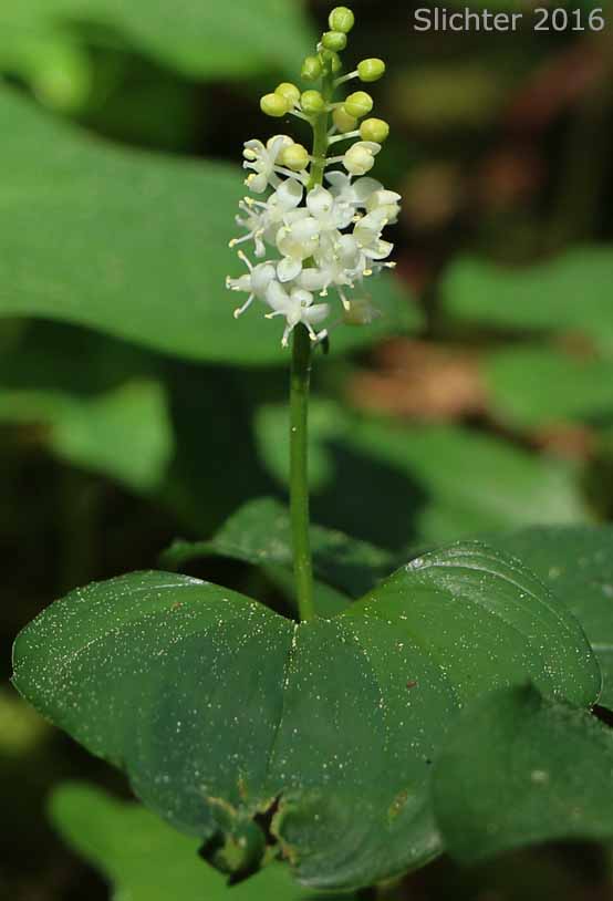 False Lily-of-the-valley, Wild Lily-of-the-valley, Two-leaf False Solomon's-seal, Beadruby: Maianthemum dilatatum (Synonyms: Maianthemum bifolium, Maianthemum bifolium var. dilatatum, Maianthemum bifolium var. kamtschaticum, Maianthemum kamtschaticum, Unifolium dilatatum, Unifolium kamtschaticum)