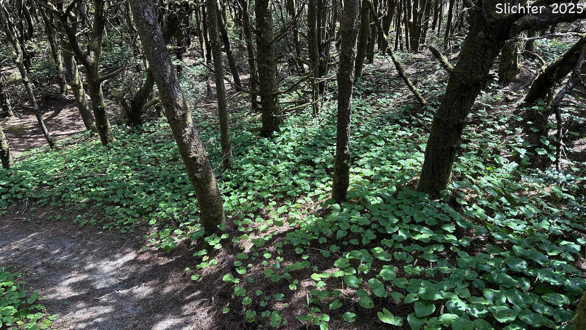 False Lily-of-the-valley, Wild Lily-of-the-valley, Two-leaf False Solomon's-seal, Beadruby: Maianthemum dilatatum (Synonyms: Maianthemum bifolium, Maianthemum bifolium var. dilatatum, Maianthemum bifolium var. kamtschaticum, Maianthemum kamtschaticum, Unifolium dilatatum, Unifolium kamtschaticum)