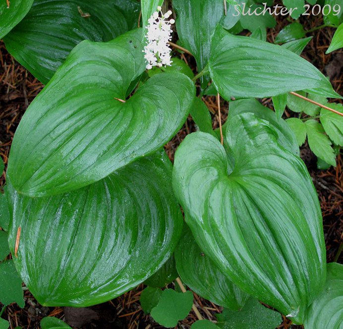 False Lily-of-the-valley, Wild Lily-of-the-valley, Two-leaf False Solomon's-seal, Beadruby: Maianthemum dilatatum