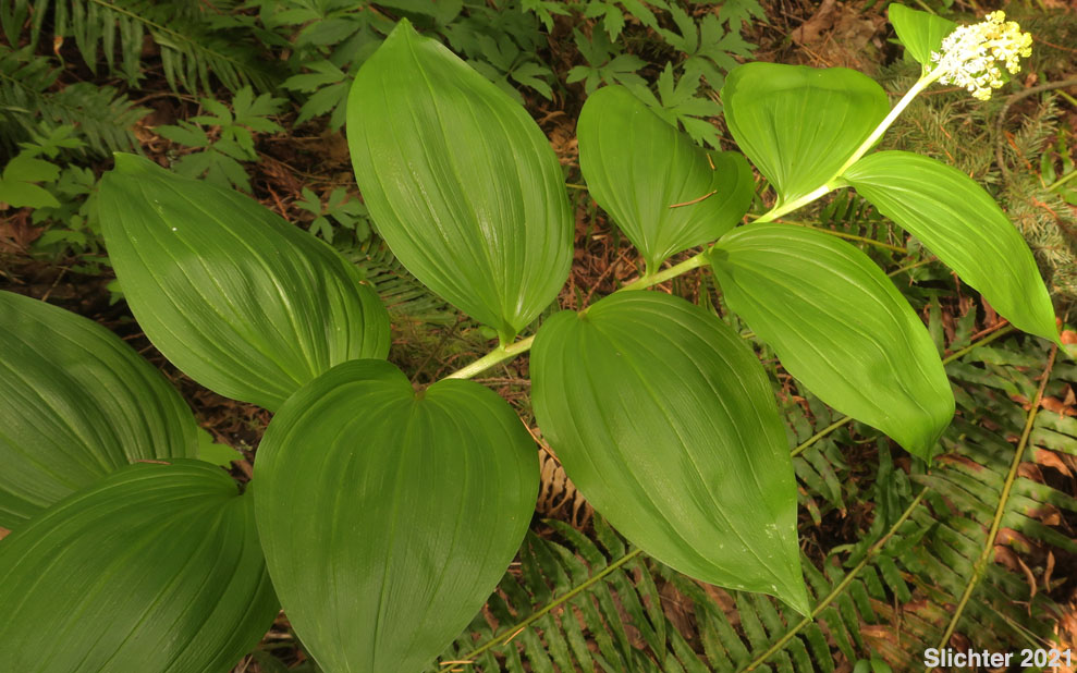 Western Solomon Plume, Large False Solomon's Seal, Feathery False Lily-of-the-valley, Plumed Solomon's Seal, Plumed Spikenard: Maianthemum racemosum ssp. amplexicaule (Synonym: Smilacina racemosa)