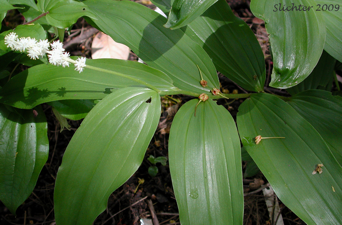 Western Solomon Plume, Large False Solomon's Seal, Feathery False Lily-of-the-valley, Plumed Solomon's Seal, Plumed Spikenard: Maianthemum racemosum ssp. amplexicaule (Synonym: Smilacina racemosa)