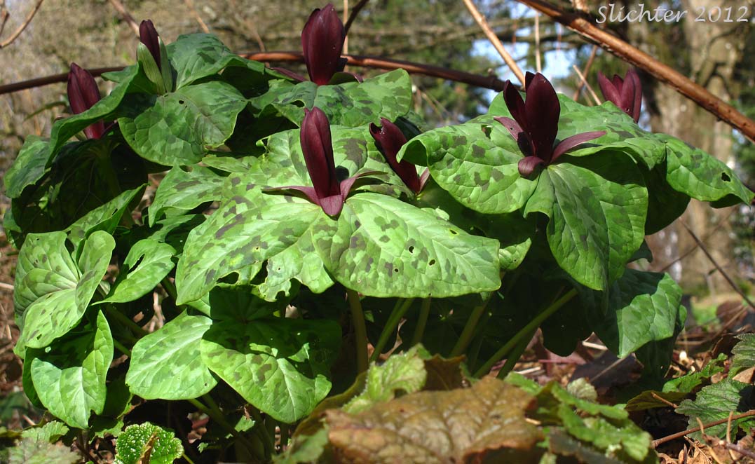 Giant Purple Wakerobin: Trillium kurabayashii (Synonym: Trillium angustipetalum)