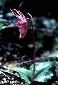 Calypso, Calypso Orchid, Fairy Slipper, Fairy Slipper Orchid: Calypso bulbosa var. occidentalis (Synonym: Calypso bulbosa ssp. occidentalis)