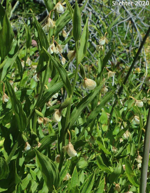 California cheap lady slipper