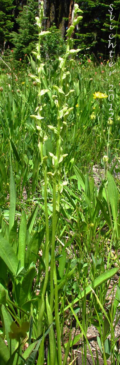 Canyon Bog Orchid, Sparse-flowered Bog Orchid: Platanthera sparsiflora (Synonyms: Habenaria dilatata, Habenaria dilatata var. laxiflora, Habenaria sparsiflora, Habenaria sparsiflora var. laxiflora, Habenaria sparsiflora var. sparsiflora, Limnorchis sparsiflora, Platanthera sparsiflora var. sparsiflora)