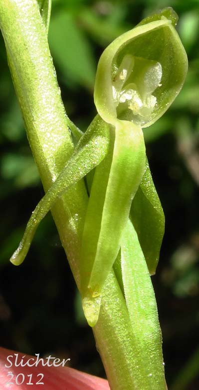 Close-up of a flower of Canyon Bog Orchid, Sparse-flowered Bog Orchid: Platanthera sparsiflora (Synonyms: Habenaria dilatata, Habenaria dilatata var. laxiflora, Habenaria sparsiflora, Habenaria sparsiflora var. laxiflora, Habenaria sparsiflora var. sparsiflora, Limnorchis sparsiflora, Platanthera sparsiflora var. sparsiflora)