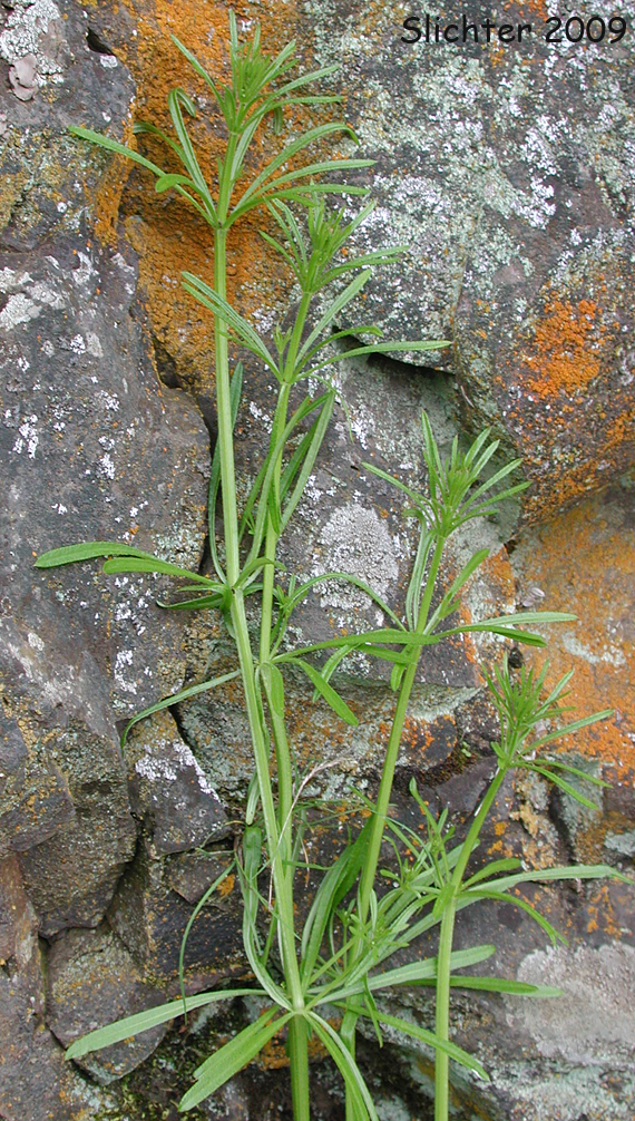 Annual Bedstraw, Cleavers, Common Bedstraw, Common Cleavers, Goose-grass, Sticky-willy, Stickwilly: Galium aparine (Synonyms: Galium agreste var. echinospermum, Galium aparine var. aparine, Galium aparine var. echinospermum, Galilum aparine var. vaillantii) 