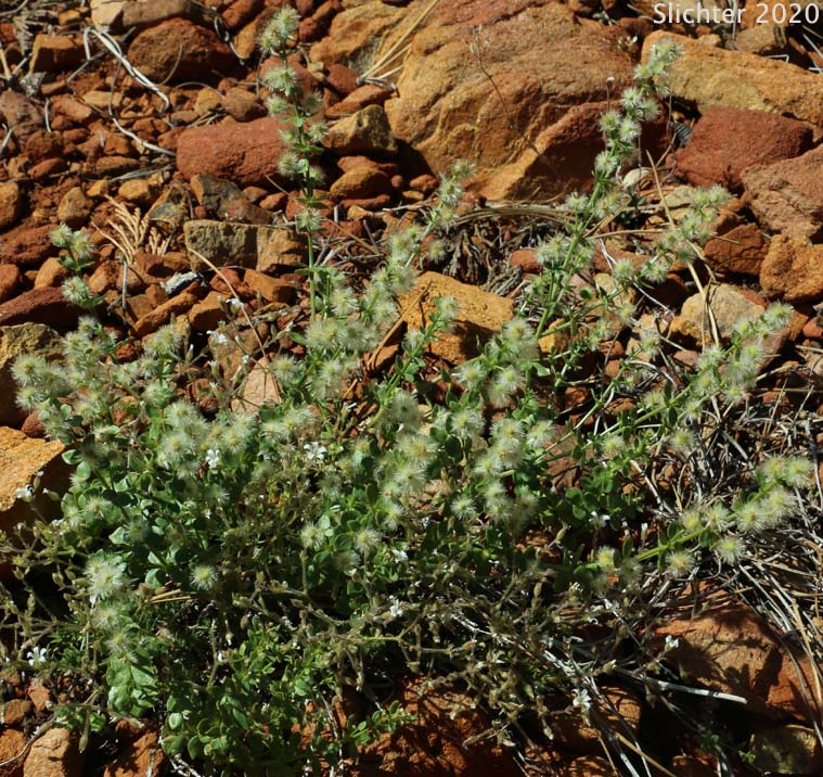 Castle Lake Bedstraw: Galium glabrescens ssp. glabrescens (Synonym: Galium grayanum ssp. glabrescens)