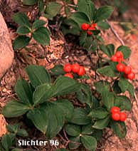 Bunchberry, Western Bunchberry, Dwarf Cornel: Cornus unalaschensis (Synonym: Cornus canadensis)