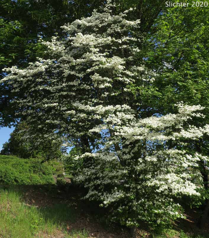 Pacific Dogwood, Western Flowering Dogwood, Nuttall's Dogwood, Mountain Dogwood: Cornus nuttallii