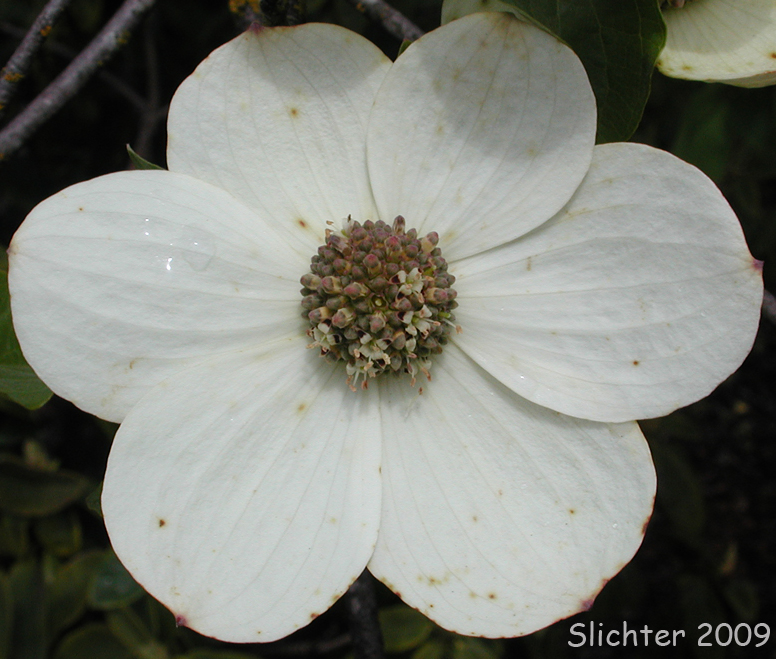 Inflorescence of Pacific Dogwood, Western Flowering Dogwood, Nuttall's Dogwood, Mountain Dogwood: Cornus nuttallii