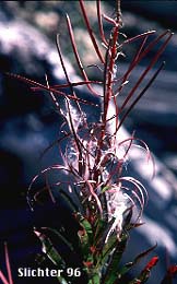 mature fruits of Fireweed: Chamaenerion angustifolium var. canescens (Synonyms: Chamerion angustifolium, Chamerion angustifolium ssp. circumvagum, Chamerion angustifolium var. canescens, Epilobium angustifolium, Epilobium angustifolium ssp. circumvagum)