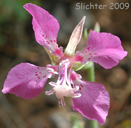 Slender Godetia, Slender Clarkia: Clarkia gracilis ssp. gracilis 