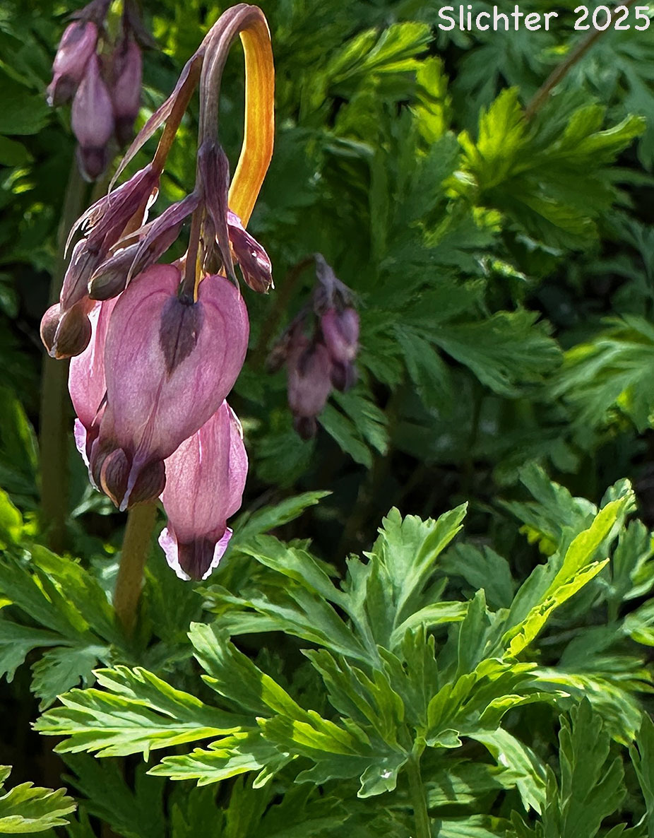 Bleeding Heart, Pacific Bleeding Heart: Dicentra formosa ssp. formosa (Synonyms: Dicentra formosa var. breviflora, Dicentra formosa var. brevifolia, Dicentra formosa var. formosa)