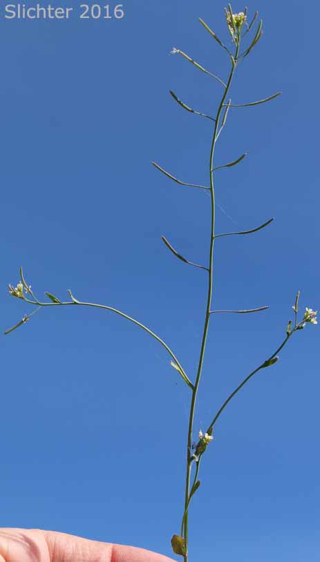 Upper stem and inflorescence of Common Wall Cress, Mouse-ear, Mouseear Cress, Mouse-ear Cress, Thalecress: Arabidopsis thaliana (Synonyms: Arabis thaliana, Sisymbrium thalianum)