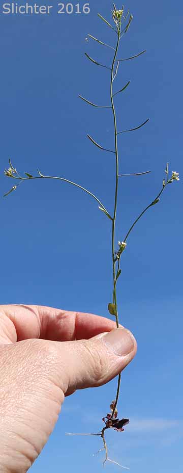 Common Wall Cress, Mouse-ear, Mouseear Cress, Mouse-ear Cress, Thalecress: Arabidopsis thaliana (Synonyms: Arabis thaliana, Sisymbrium thalianum)