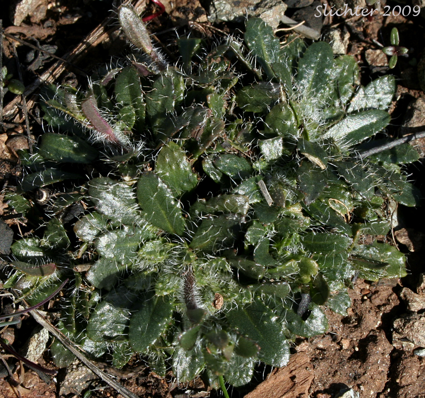 Basal leaves of Waldo Rockcress: Arabis aculeolata