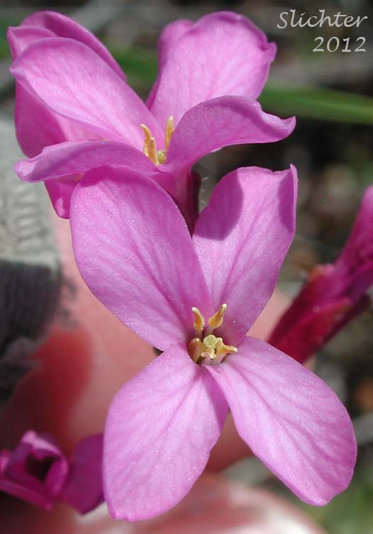 Close-up of a flower of Waldo Rockcress: Arabis aculeolata