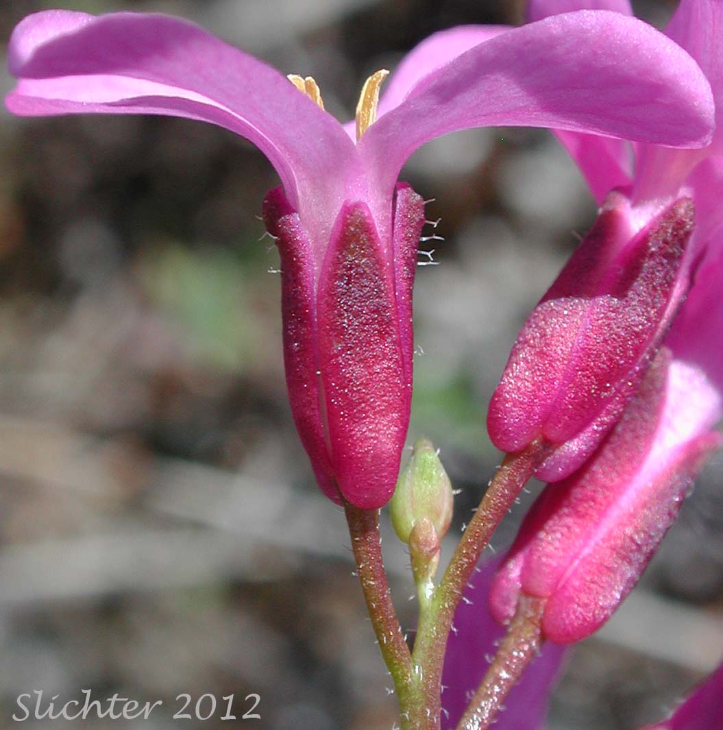 Close-up sideview of a flower of Waldo Rockcress: Arabis aculeolata