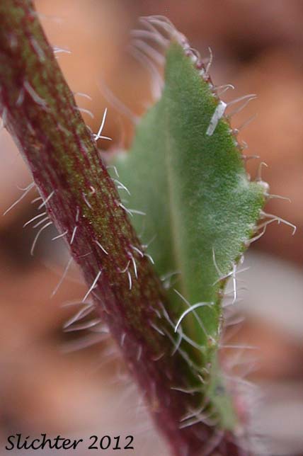 Stem leaf of Waldo Rockcress: Arabis aculeolata