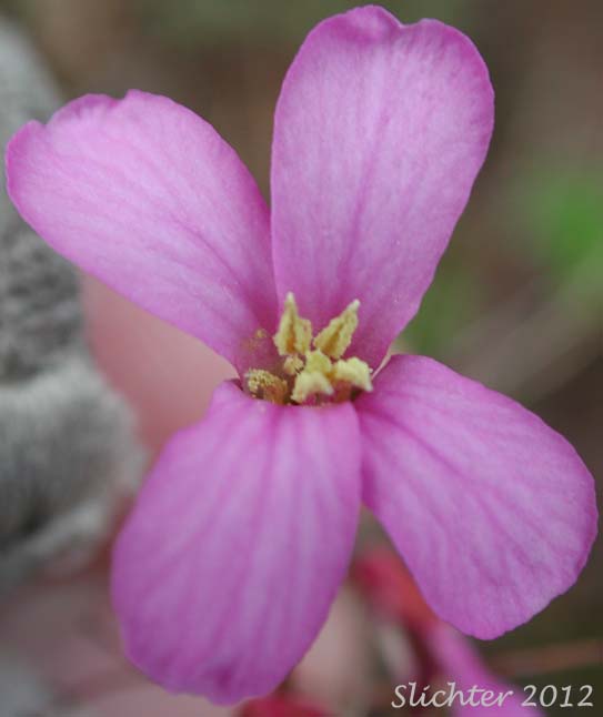 Flower of Waldo Rockcress: Arabis aculeolata