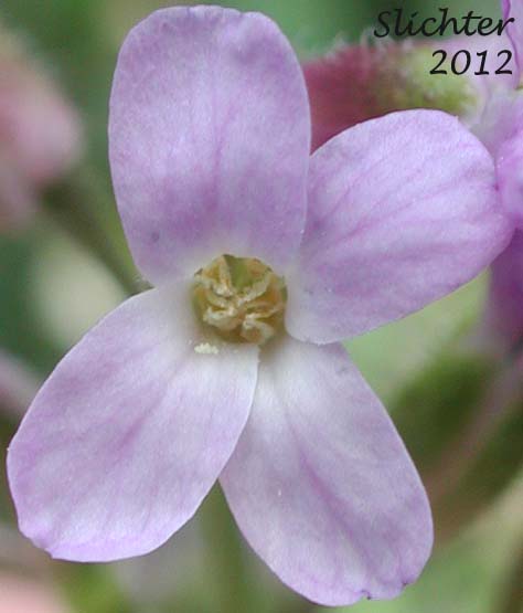 Flower of Brewer's Rockcress: Boechera breweri ssp. breweri (Synonym: Arabis breweri var. breweri)