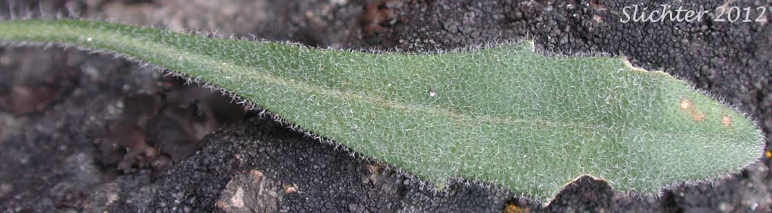 Upper leaf surface of Brewer's Rockcress: Boechera breweri ssp. breweri (Synonym: Arabis breweri var. breweri)
