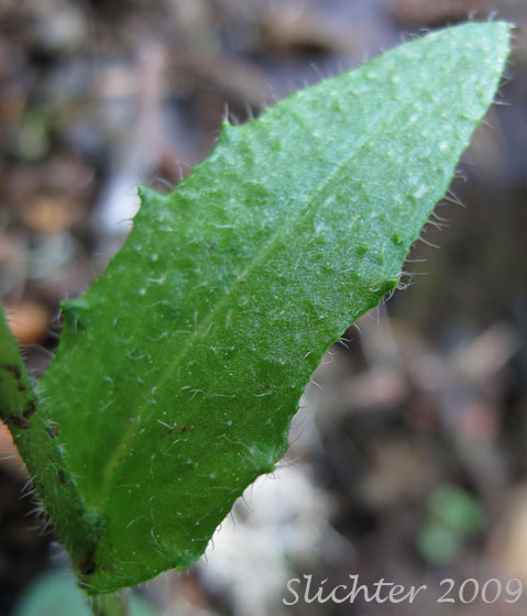 Stem leaf of Eschscholtz's Hairy Rockcress, Pacific Coast Rockcress: Arabis eschscholtziana (Synonym: Arabis hirsuta var. eschscholtziana in Washington)
