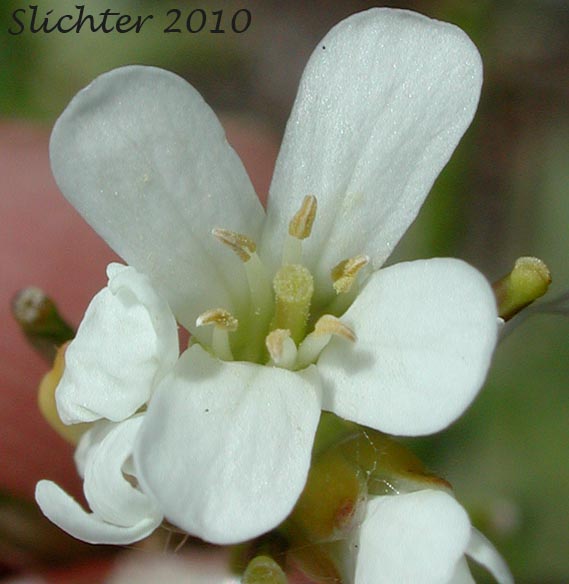 Close-up of a flower of Eschscholtz's Hairy Rockcress, Pacific Coast Rockcress: Arabis eschscholtziana (Synonyms: Arabis hirsuta, Arabis hirsuta var. eschscholtziana, Arabis hirsuta var. glabrata)